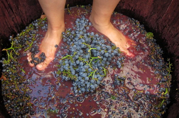 wine-stomping-590x390
